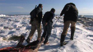 Alaskan seal hunt